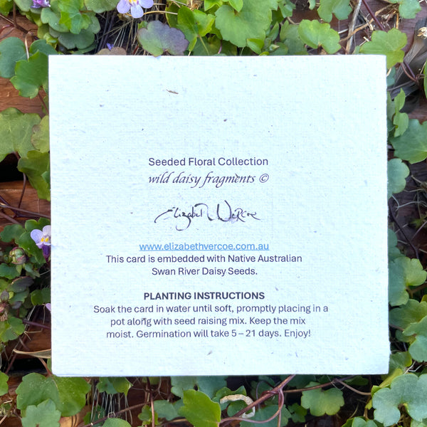 CARD Seeded Floral Collection - Wild Daisy Fragments