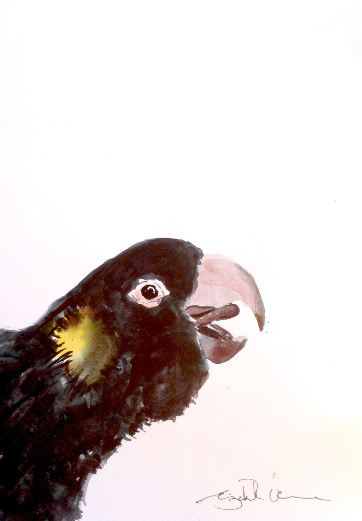 black cockatoo - happy chappy!